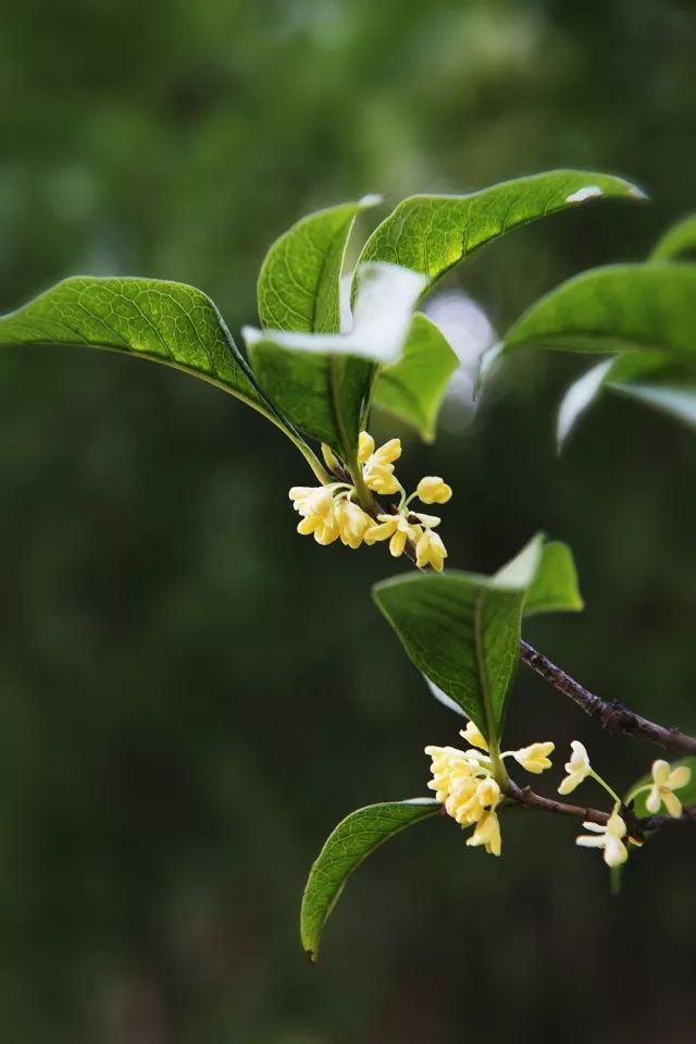 姑蘇之秀 山水園林間的蘭桂風韻