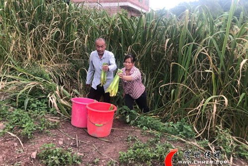 沐風蘭桂春滿園——平桂產業扶貧為土瑤群眾鋪就增產增收幸福路